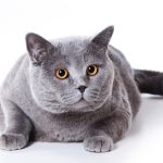British shorthair cat fat