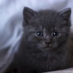 British shorthair cute kitten