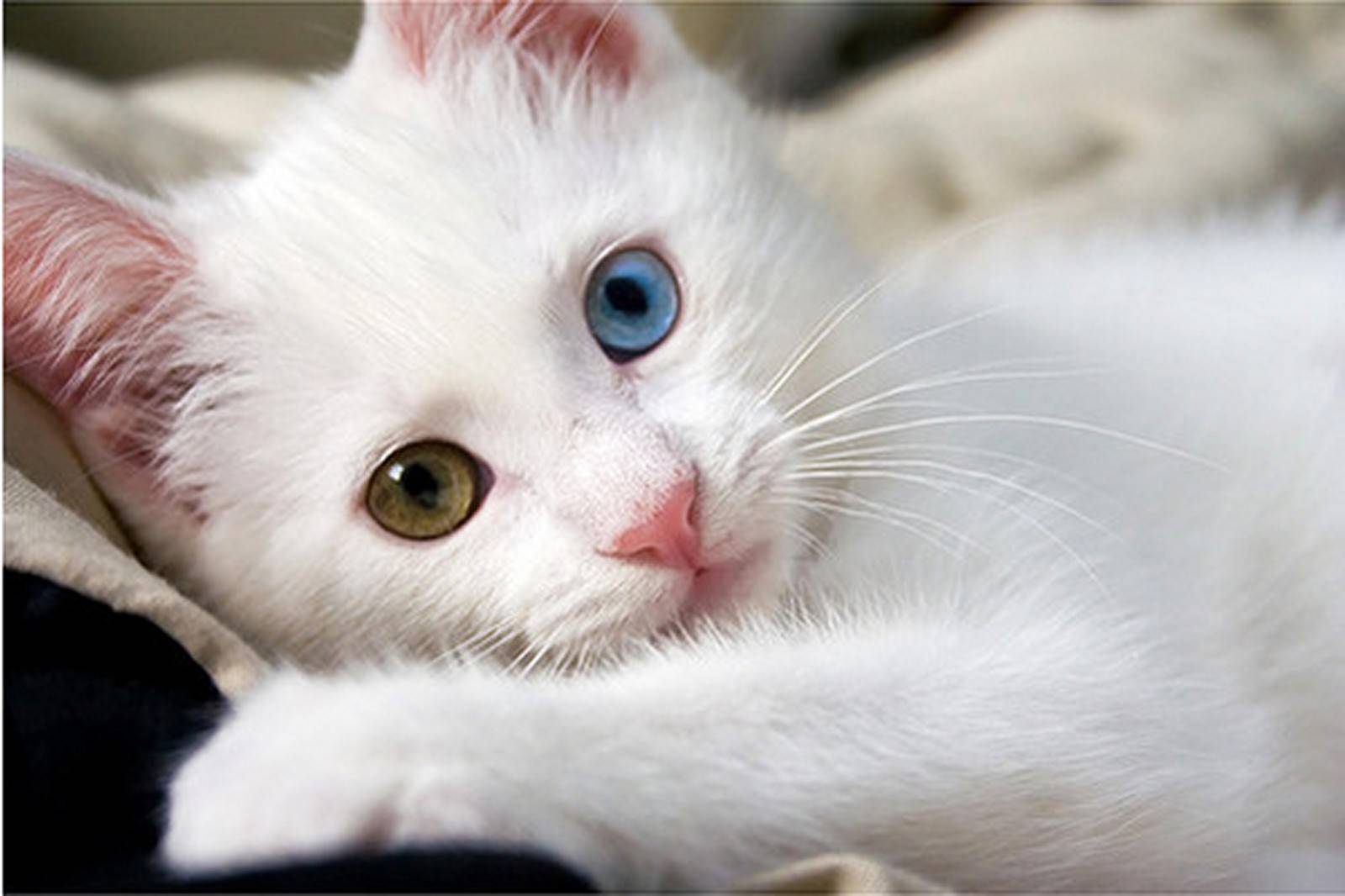 Cat with 2 different eye colors