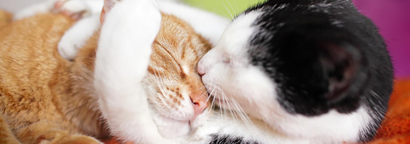 Cats kiss