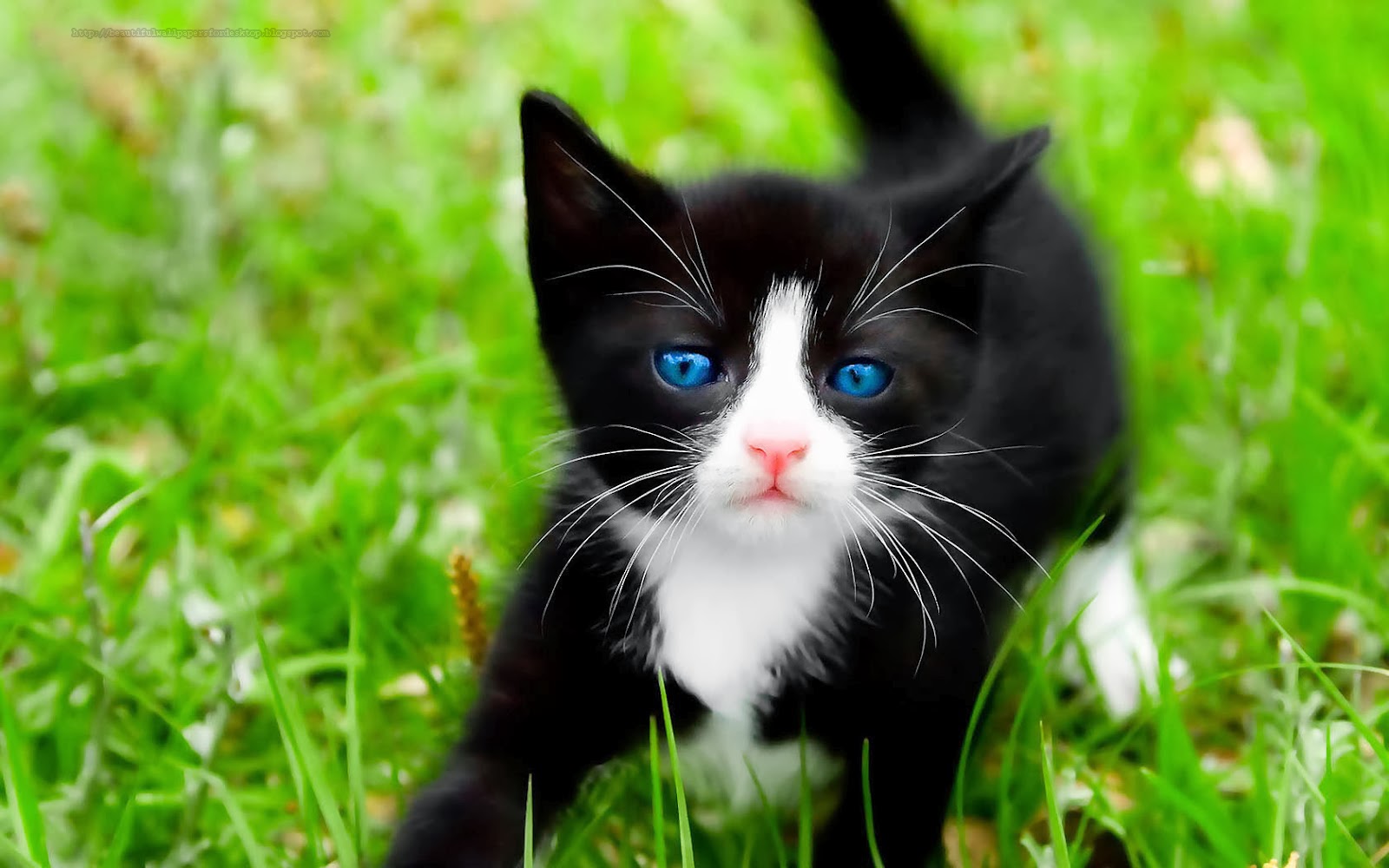Cute black kitten background