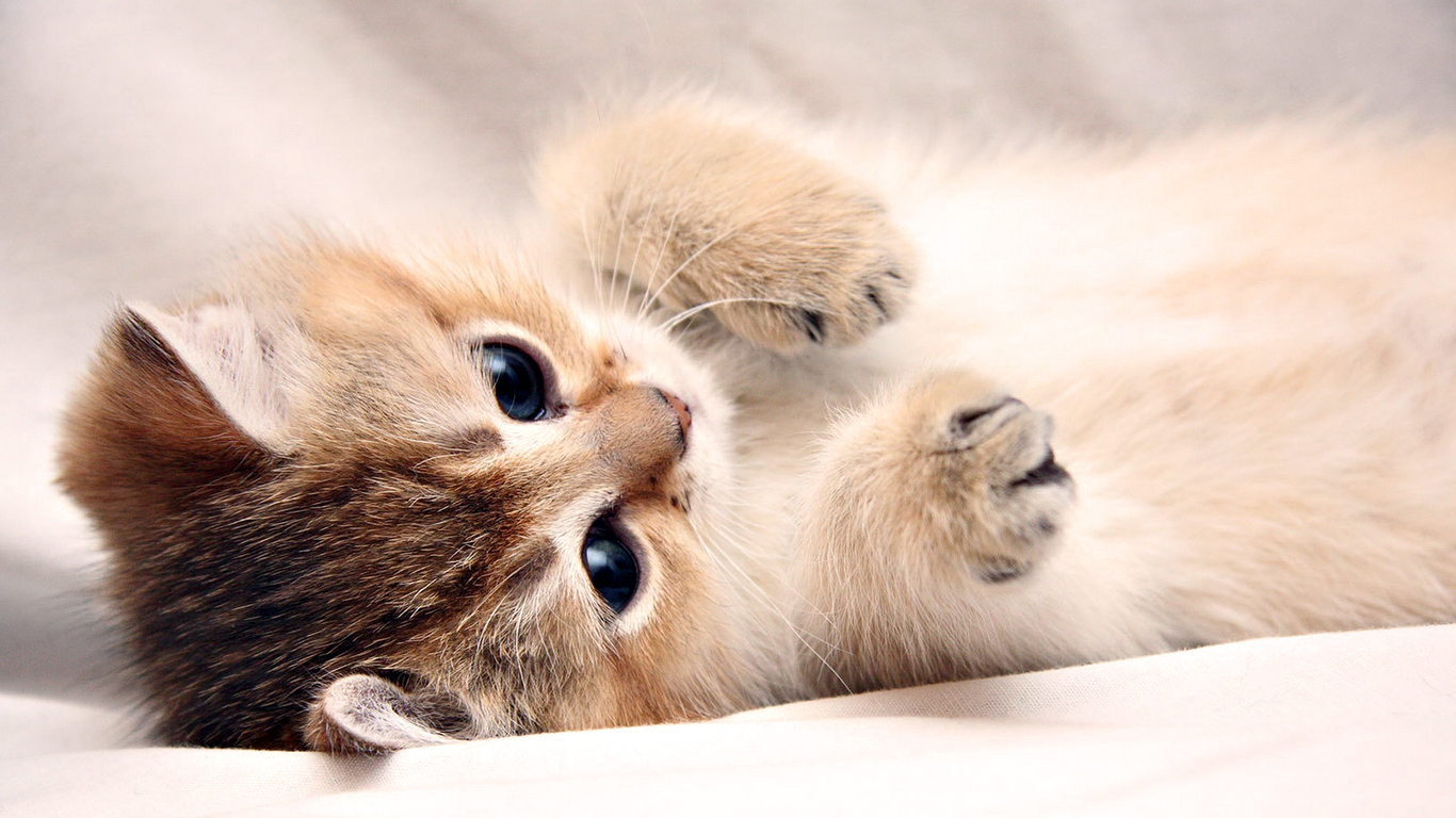 Cute cat playing wallpaper