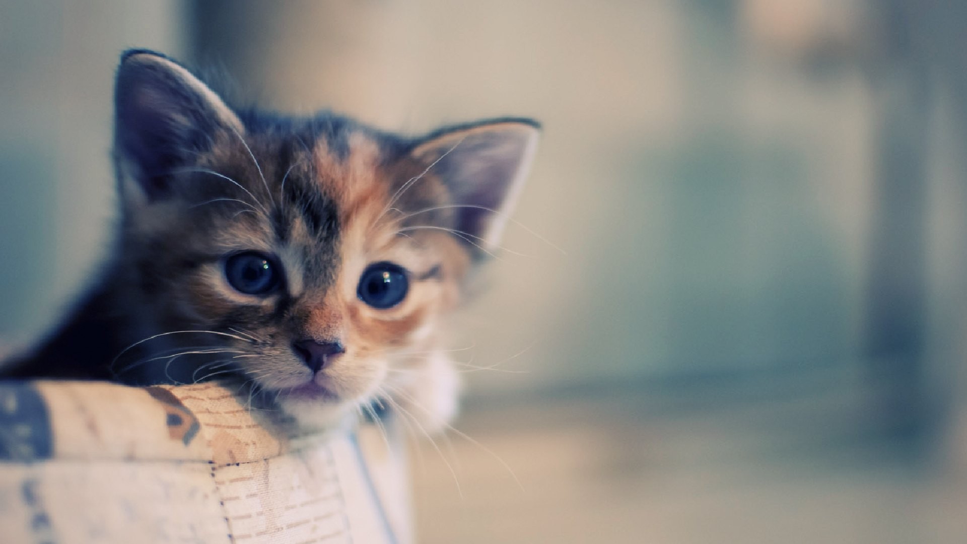 Cute kitten face