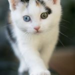 Cute kitten iphone wallpaper