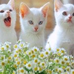 Cute white cats funny