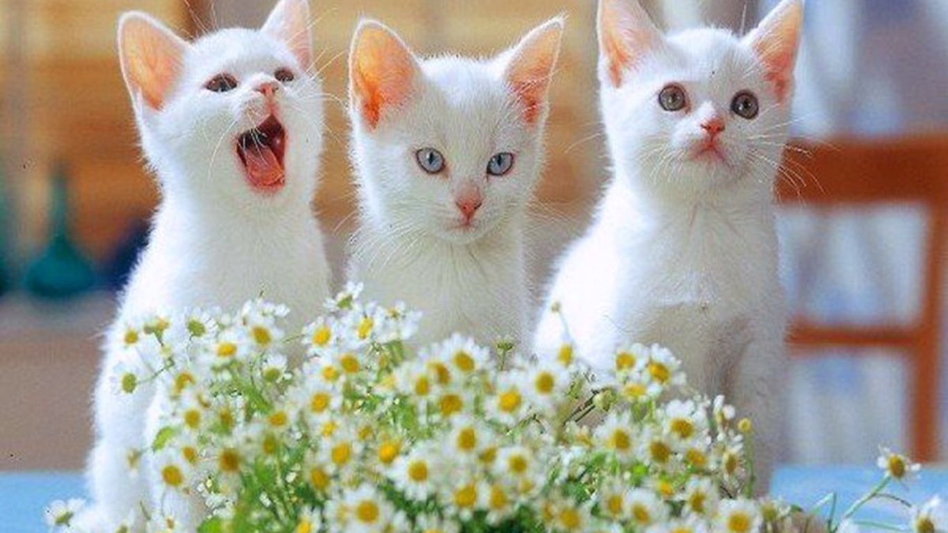 Cute white cats funny