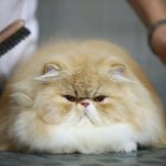 Persian cat cute fluffy
