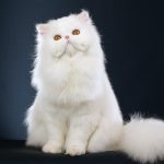 Persian cat eyes