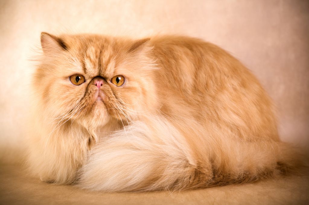 Persian cat face