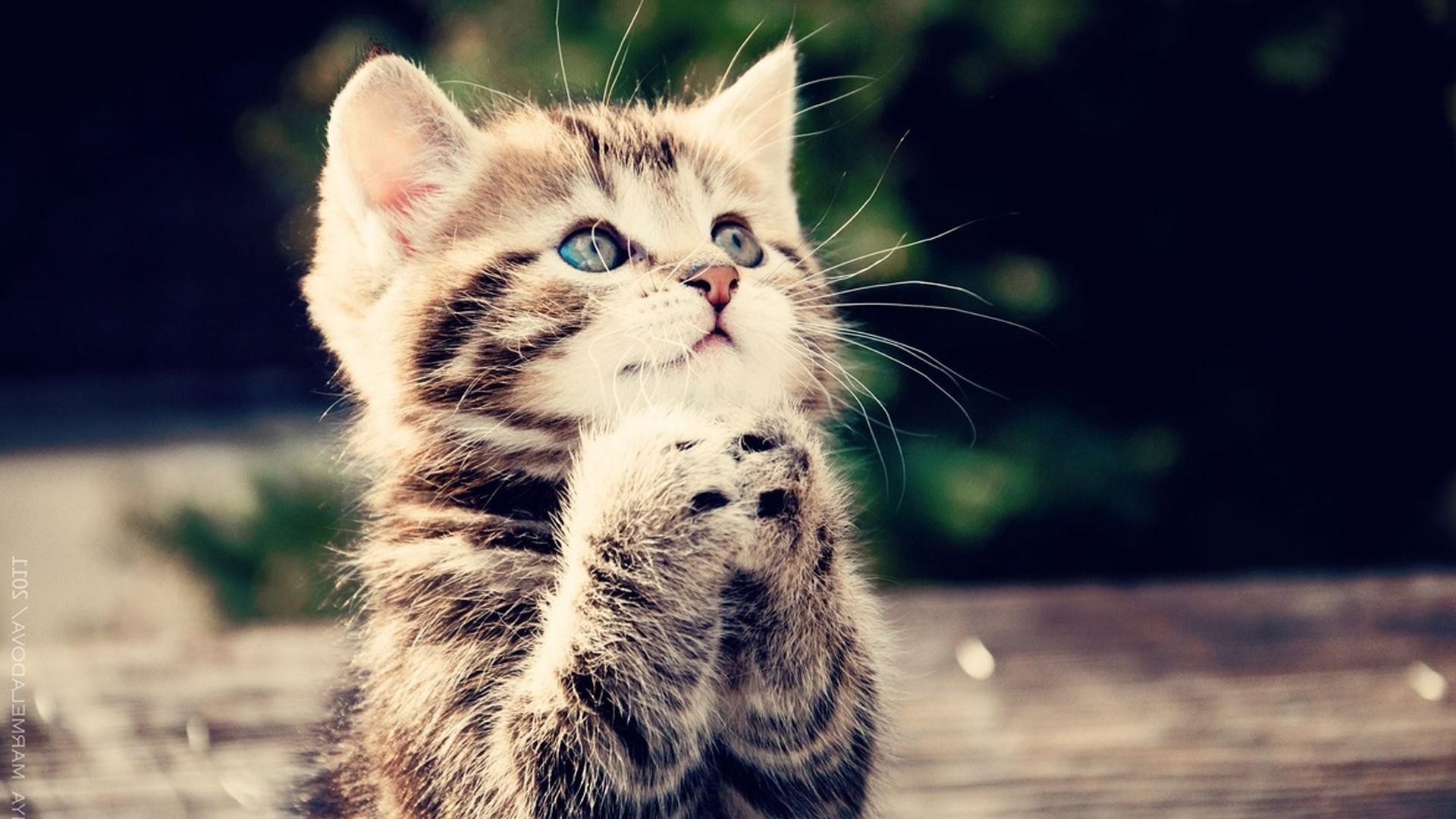 Praying cat wallpaper