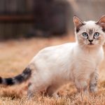 Siamese kitten background
