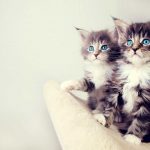 Twin cute cats blue eyes