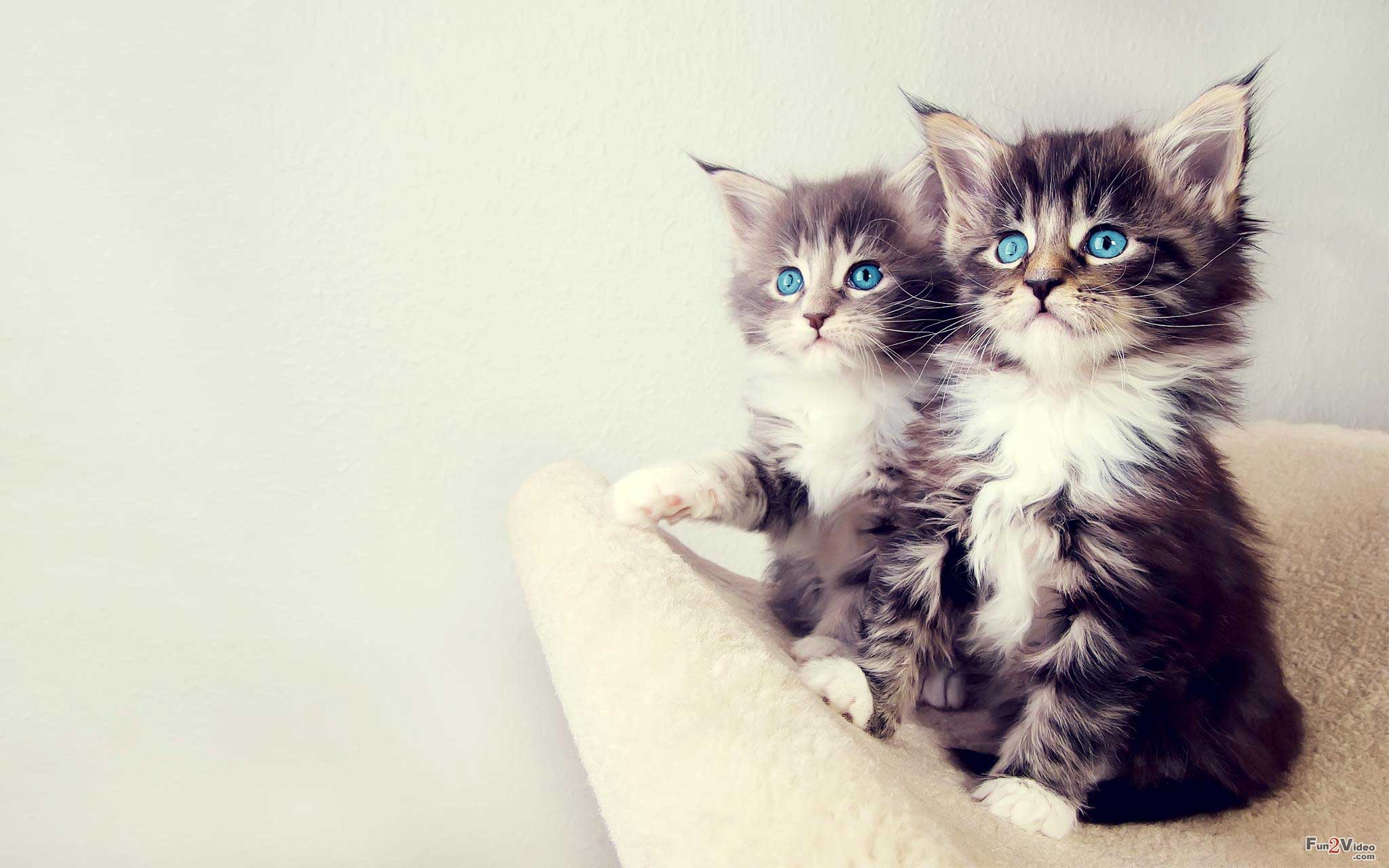 Twin cute cats blue eyes